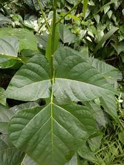 Erythrina poeppigiana