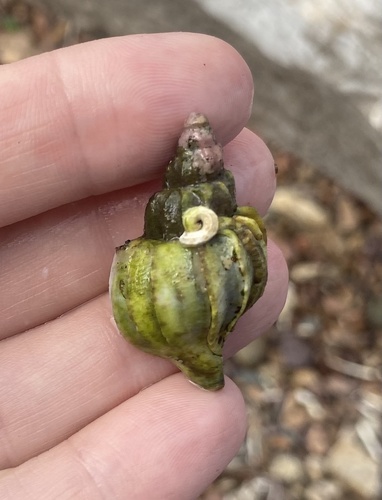 Boreotrophon candelabrum