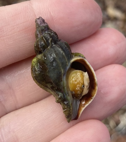 Boreotrophon candelabrum