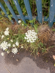 Daucus carota