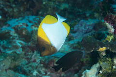 Hemitaurichthys polylepis