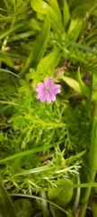Geranium nodosum