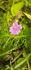 Geranium nodosum