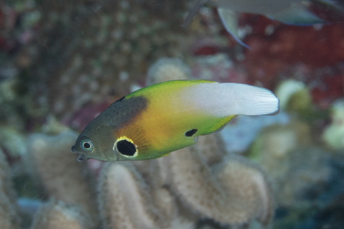 Allens buislip-lipvis (Labropsis alleni) — Labridae — 3
