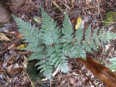 Davallia fejeensis