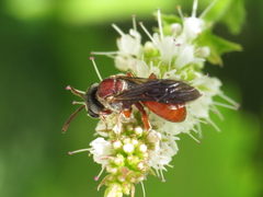 Sphecodes olivieri