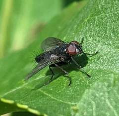 Nyctia halterata