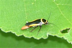 Hemithyrsocera vittata