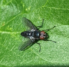 Nyctia halterata