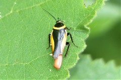 Hemithyrsocera vittata