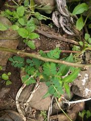Phyllanthus leucanthus