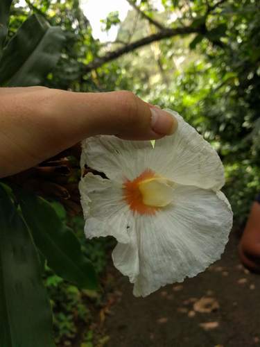 Dimerocostus strobilaceus (Dimerocostus strobilaceus)