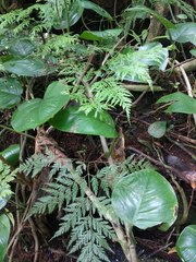 Davallia fejeensis