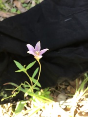 Wahlenbergia multicaulis