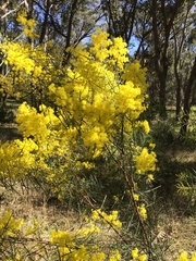 Wahlenbergia multicaulis