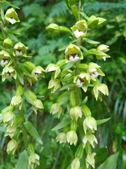 Epipactis helleborine orbicularis