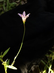Wahlenbergia multicaulis