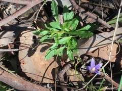 Wahlenbergia multicaulis