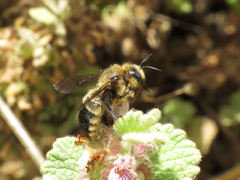 Xylocopa uclesiensis