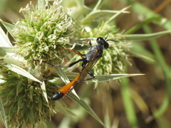 Ammophila heydeni