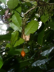 Swartzia costaricensis