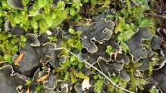 Peltigera dolichorhiza
