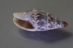 Image of Zemitrella choava
