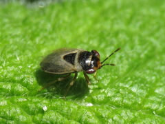 Geocoris megacephalus