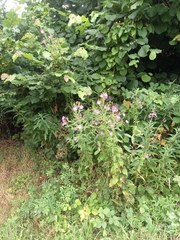 Epilobium hirsutum