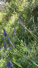 Lavandula angustifolia