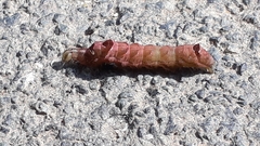 Abrostola triplasia