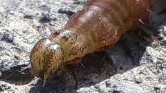 Abrostola triplasia