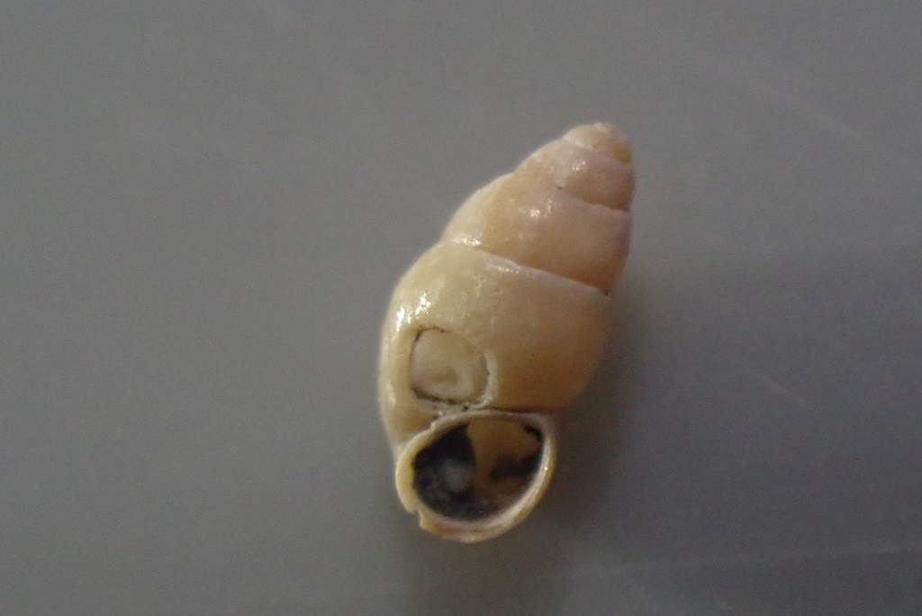 Halopyrgus pupoides