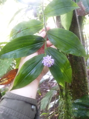 Dichorisandra hexandra