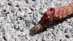 Abrostola triplasia