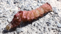 Abrostola triplasia