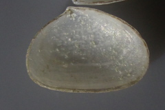 Borniola reniformis