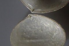Borniola reniformis
