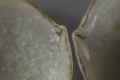 Borniola reniformis