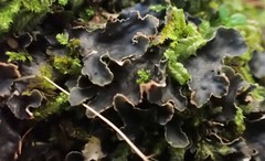 Peltigera dolichorhiza