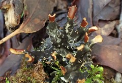 Peltigera dolichorhiza