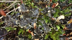 Peltigera dolichorhiza