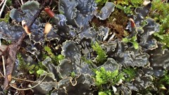 Peltigera dolichorhiza