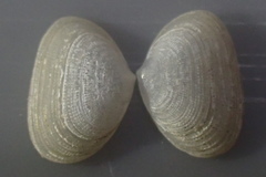 Borniola reniformis