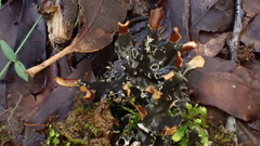 Peltigera dolichorhiza