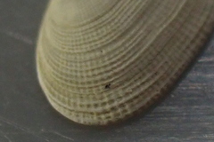Borniola reniformis