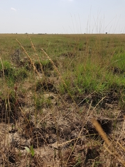 Beckmannia eruciformis