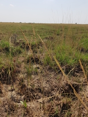 Beckmannia eruciformis