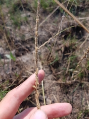 Beckmannia eruciformis