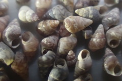 Eatoniella